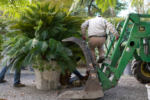 Technically, this is not a palm but a cycad, a plant that dates to prehistoric times when the dinosaurs roamed the earth. With the cooler temperatures of autumn, it's time to move these tropicals indoors.