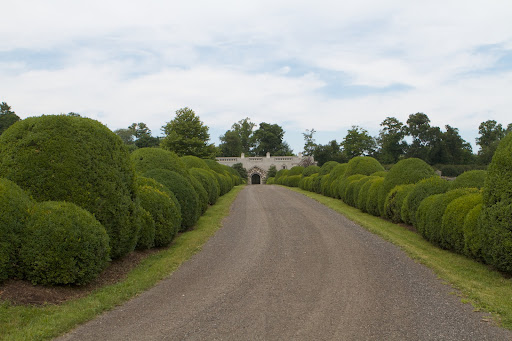 I am so proud of this long undulating boxwood allee that leads to the stable. It has remained quite healthy and has much vigorous new growth.