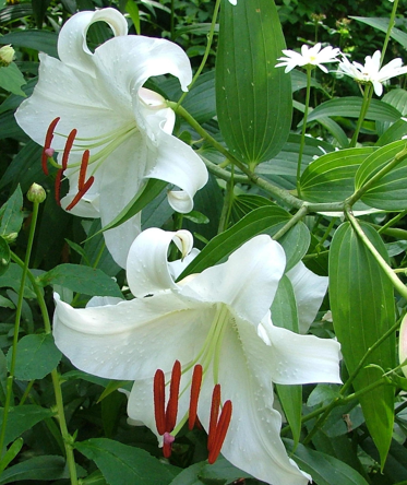 Oriental lily Casa Blanca - The most spectacular white Oriental Lily of all time, Casa Blanca's huge, white flowers are richly fragrant and outward facing! Photo credit: John Scheepers Catalog