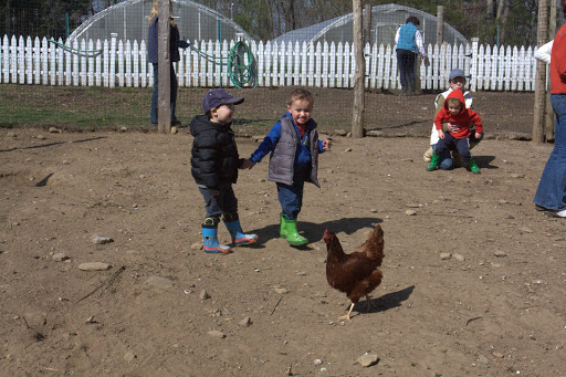 These chickens are confined to this yard during the morning, which is when most of their eggs are laid. They are then allowed to roam free-range around the farm.