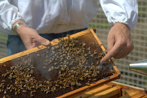 D.J. lifted out a frame and liked what he saw. There was larvae forming in the comb, a sure sign that the queen was alive and well and producing eggs.