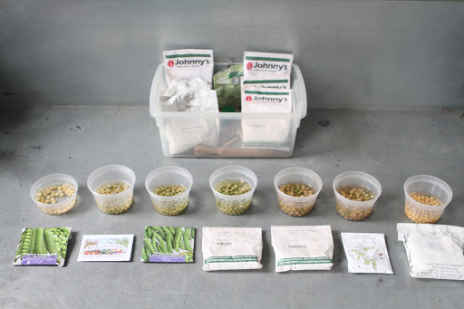 Peas are divided into two categories: shelling peas and edible pods, like snap peas and snow peas. To speed up germination, Ryan soaked the peas in lukewarm water overnight.
