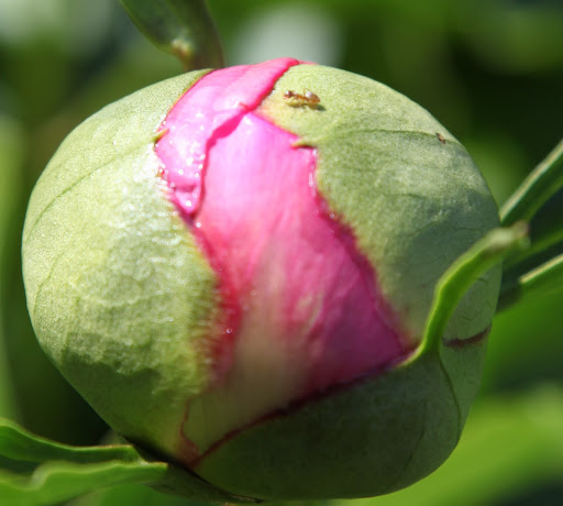 flower bud