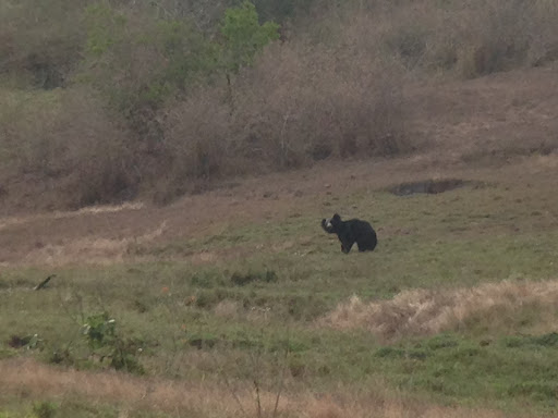 Towards dusk, our guides spotted some fresh signs of a sloth bear, and tracked him to a clearing. We were able to watch him from a distance for a little while before he spotted us and quickly headed for the woods. Another exciting and rare sighting!