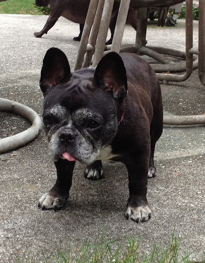 This is Daisy. Elderly or broken, in body or mind, we take these poor animals in to hopefully, make them whole so they can enjoy whatever time is left. We've found that some people prefer taking the seniors, and one recent is already working with her new owner as a private therapy dog.