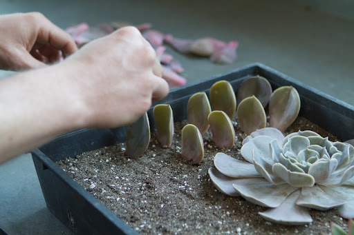 Choose leaves that are firm, showing no signs of limpness. Gently push the cut end into the mix and tamp around it to firm up the soil.