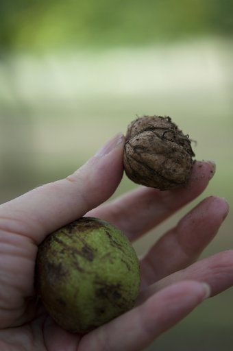 Here you can see how the hulls compare in size to the nuts within.