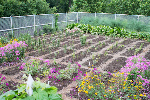 This is the new cutting garden, which is a work in progress. This quadrant produced many beautiful lilies earlier in the summer and now is blooming with phlox and a type of yellow daisy.