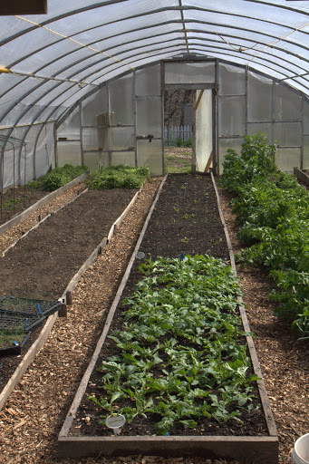 In the hoop houses, there is a nice winter crop of arugula.