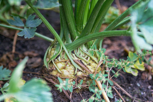 Grown for its knobby root which has a pleasant celery flavor, celeriac is very versatile and can be roasted, pureed, and used in soups and stews.