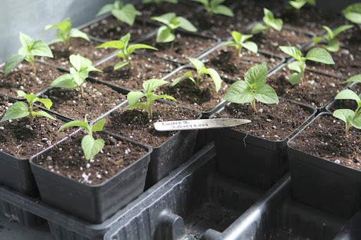 As the seedlings outgrow the seed starters, they are transferred to larger pots. As you can see from these photos, someone has been very busy. These are Chinese Lanterns.