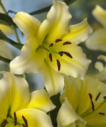 Orienpet lily Conca Dor - Like an upward and outward lemon-meringue pie, it is lemon-yellow with paler cream-yellow petal margins and a delicate, three-cornered green center. Photo credit: John Scheepers Catalog