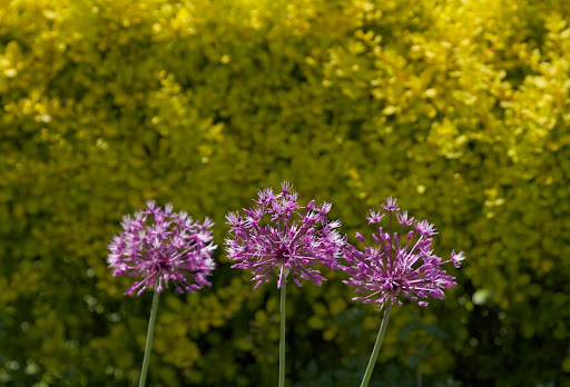 This is allium Starburst - Allium are among the most carefree bulbs you can grow, blooming in a wide range of colors, including purple, white, pink, and even yellow.