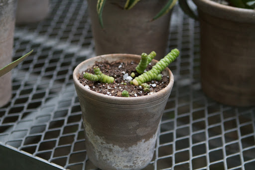 Ryan already repotted this unusual Crassula marnieriana - string of buttons. Many species of Crassulas have a unique way of growing with their leaves stacked upon each other and with the stem running right up the middle of the leaves.