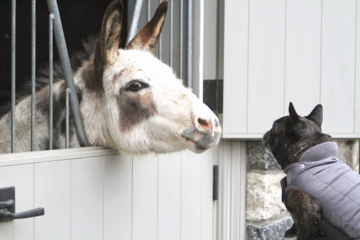 Francesca, I'm so happy to see you out and about that I feel like giving you a big fat kiss! Come a bit closer and let old Billie plant one on your adorable little face. Come on, don't be shy!