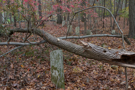 Many stones have been toppled or broken when trees fall on them.