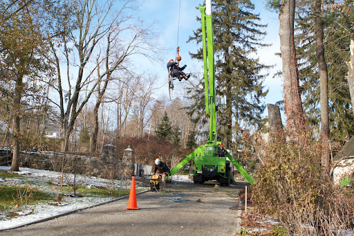 Rather than ascending up the trunk of the tree, which takes great effort, the crane is lifting the climber, Elio, into position.