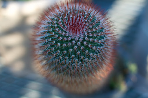 Pretty to look at, but don't touch!
