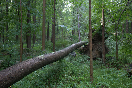 Tree upon tree