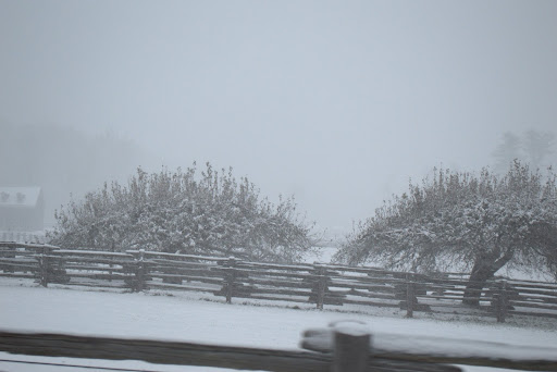 These old trees still have a lot of foliage and the snow was very heavy and wet.