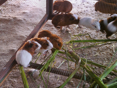 Across the street from the Fuller Center House, we met a family that raised guinea pigs. Often they are the most expensive item on the menu.