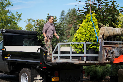 Chhiring loaded viburnum, cypress, smoke tree, white pine, and thunderhead pine onto the dump truck.