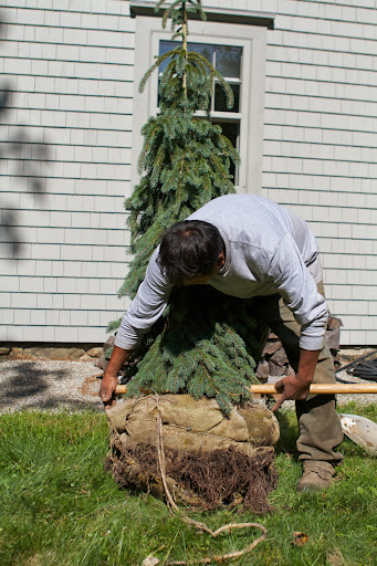 I decided that the pair of Weeping White Spruce would be planted outside the front door of the tenant house. Here Pete is measuring the root ball to determine how large the hole should be.