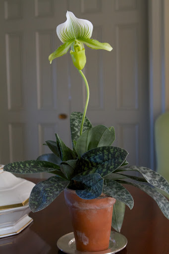 Ryan also decorated the canary room with some terrific orchids. This is an impressive lady's slipper.