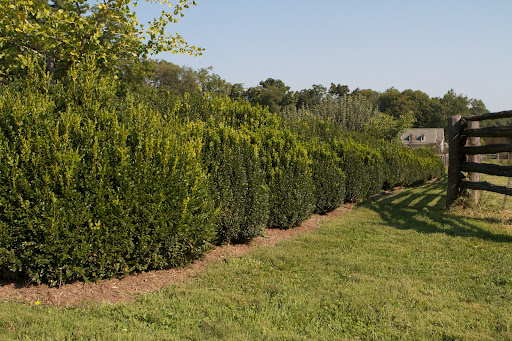 Autumn is also the time to prune the summer growth of the boxwood hedges before we cover them with burlap for the winter.