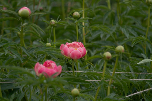The round buds are beginning to unfurl. Herbaceous peonies die back to the ground in the autumn and emerge again in the spring.
