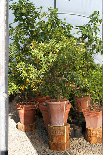 Because we had so many fallen trees from Hurricane Sandy, I wanted to use tree rounds to elevate the pots to varying heights. The pots fit much better in the hoop house this way.