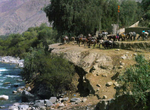 Our trusty steeds by the riverside