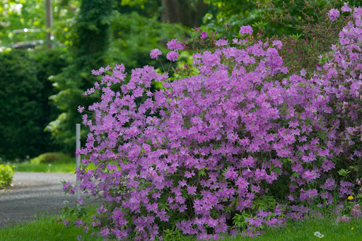 Another - People are often confused with azaleas and rhododendrons. Azaleas are in the genus Rhododendron. Most azaleas can be distinguished from rhodododendrons by their leaves. Azaleas usually have smaller leaves.