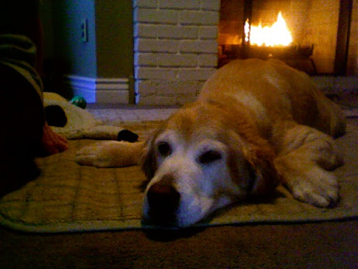 Cynthia Augustine - Tori, the family dog, safe and warm by the fire. Tori was just diagnosed with cancer.