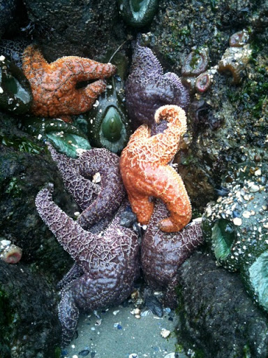Continuing with our tour, we were AMAZED by the marine life we discovered on the beach at low tide.