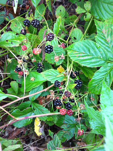 The wild blackberries were really sweet.
