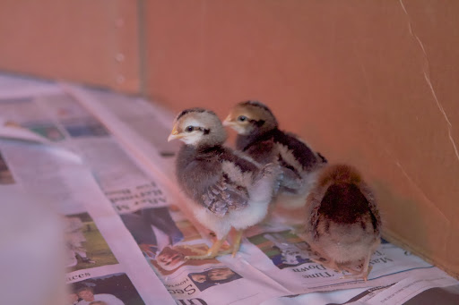 Birds of a feather..... - The cardboard enclosure is called a brooder and it contains the chicks, forcing them to huddle beneath the all-important hanging heat lamps.