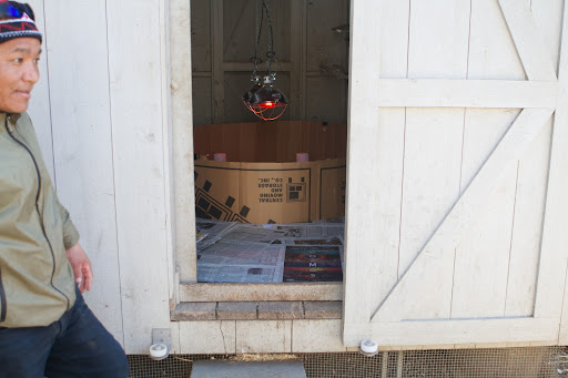 Phurba, who takes great care of my chickens, guinea hens, and Pomeranian geese, had one of the hen houses all ready for the chick delivery. The floor was lined with newspaper to absorb the chicks many droppings.