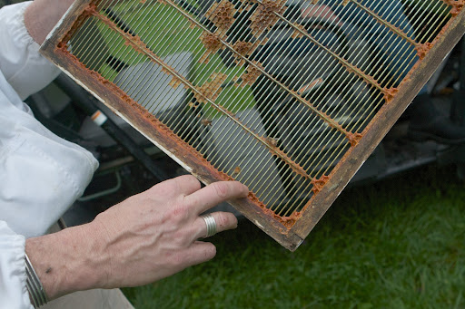 This substance around the edges of the frame is called propolis, a sticky, resinous mixture that the bees gather from tree buds, sap flows, and other botanical sources.