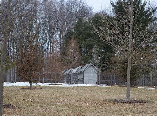My chicken yard is made up of four identical hen houses. The large yard surrounding the houses is fenced in on top and sides to keep out predators, like fox and raccoon. There's also an open air yard that the fowl enjoy exploring during the daylight hours.