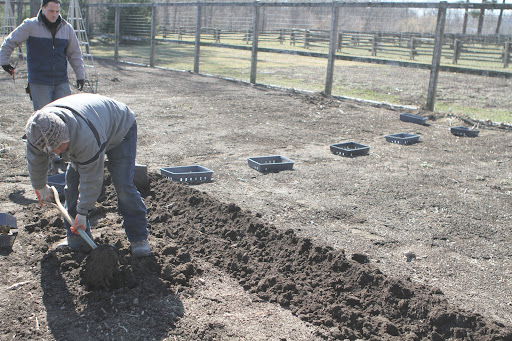 It was then possible to dig in the beds and unearth the lily bulbs. To keep the bulbs organized, Ryan instructed the crew to put all of the bulbs from each bed in a separate bin.