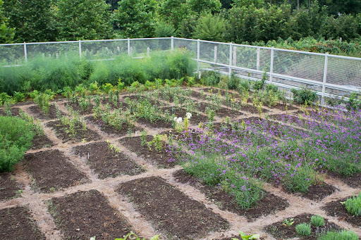 This bed had more fragrant lilies. The purple flowers are verbena bonariensis, or tall verbena, whose slender stems can reach 6-feet tall and do not need staking.