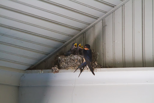 And speaking of busy, the parents of these newly hatched barn swallows spend their days feeding their hungry brood. If you look closely, when building this mud nest, the swallows also used horse hair. You can see one hanging down.