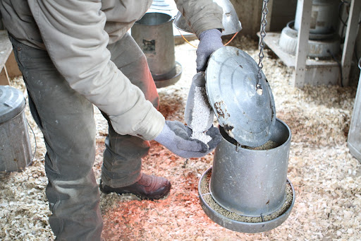 He also adds a scoop of crushed oyster shell, which provides egg-layers with the calcium they need to produce nice, hard-shelled eggs.