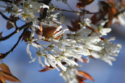 The delicate blooms of Amelanchier, or shadbush - so named because it blooms at the same time as the upriver migration of the shad fish.