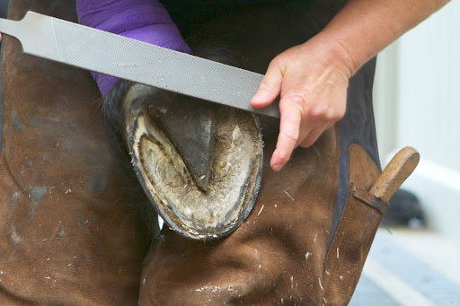 Before measuring for the boots, Linda Friedman, my farrier, cleaned and trimmed Meindert's hooves with a rasp.