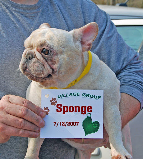 Sponge at intake - I'm Sponge and I need all of the above and my teeth fixed up, too. After all those doctors, I'd love a spa day to get clean and soak it all in!