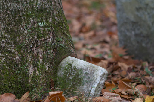 The tree is actually growing over the footstone.