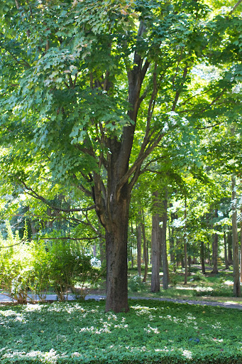 Tom said this maple could certainly be pruned up, giving more light. He also suggested that because it has V-branching, Ralph might consider having support cables installed to help keep the tree from splitting.