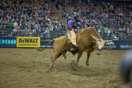 The bull rider must ride with one hand and is disqualified if he touches himself or the bull during the 8-second ride. Both rider and bull are judged and receive points for their performance.